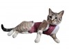 Roupa pós cirúrgica para Felinos